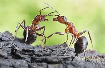Ant treatment
